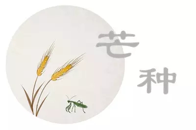 二十四节气 —— 芒种
